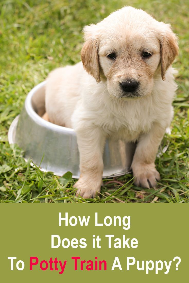 How Long Does It Take To Potty Train A Puppy?