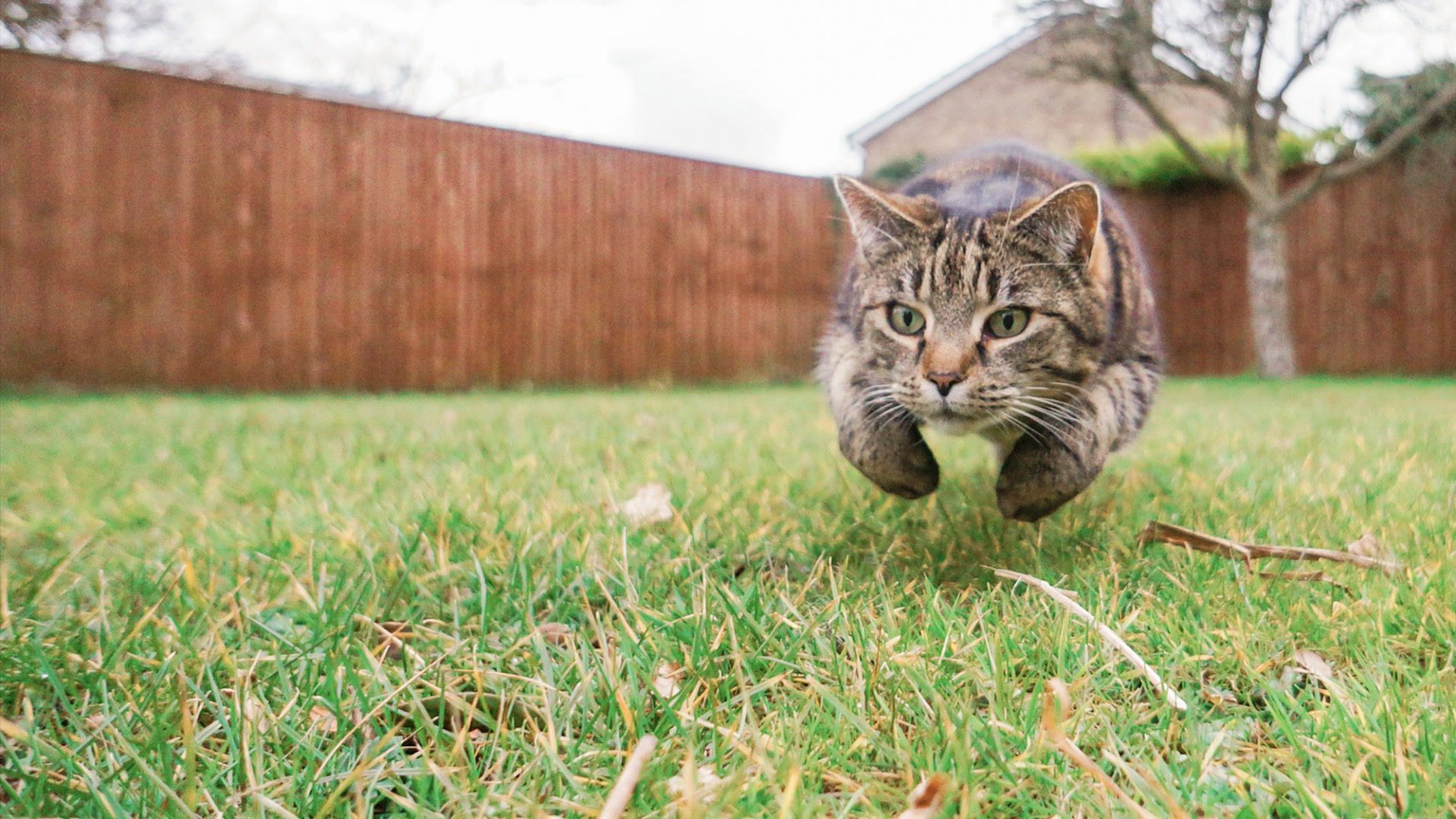 How To Keep Cats Out Of Your Yard