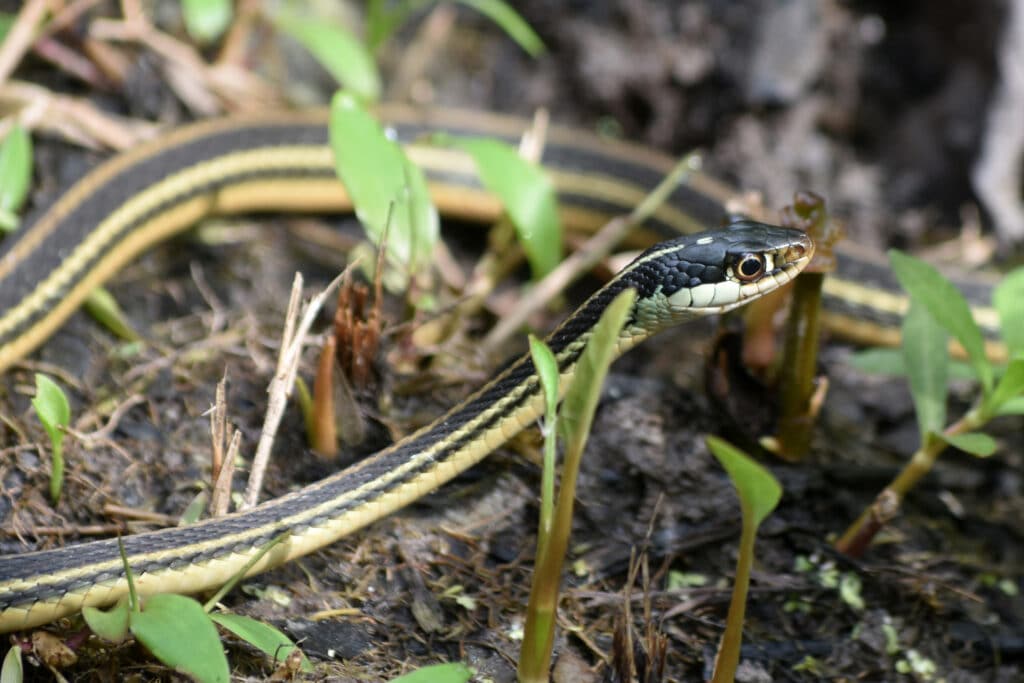 How to Get Rid of Snakes in Your Yard?