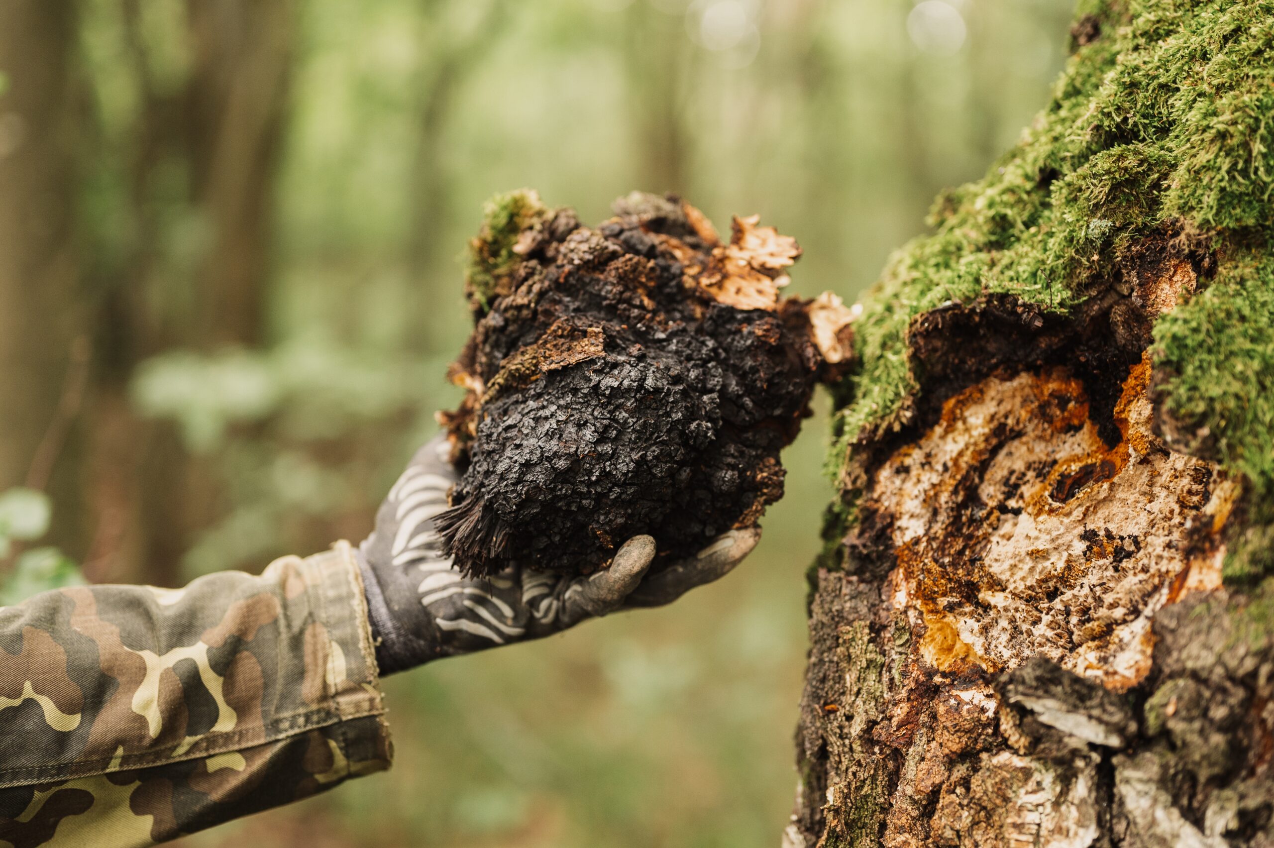 Chaga Mushroom: Unravelling the UK’s Latest Health Trend