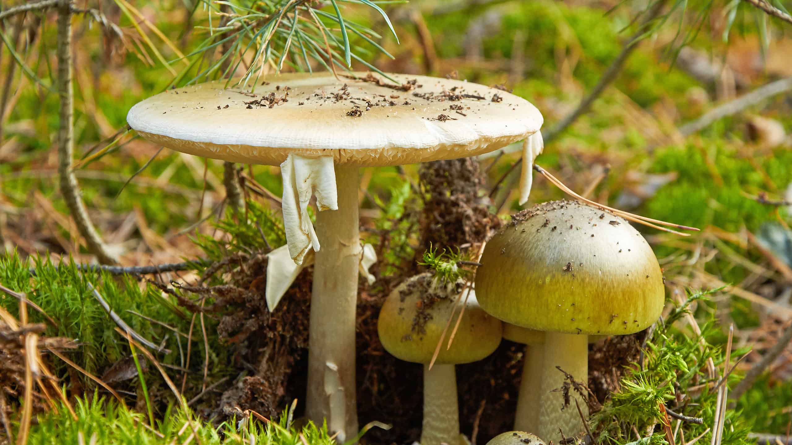 Death Cap Mushrooms in the UK: A Warning and Guide