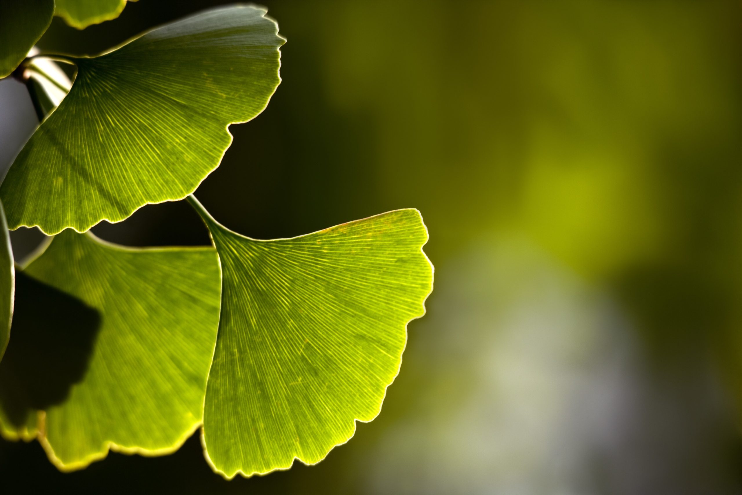 Ginkgo Biloba in the UK: A Comprehensive Guide