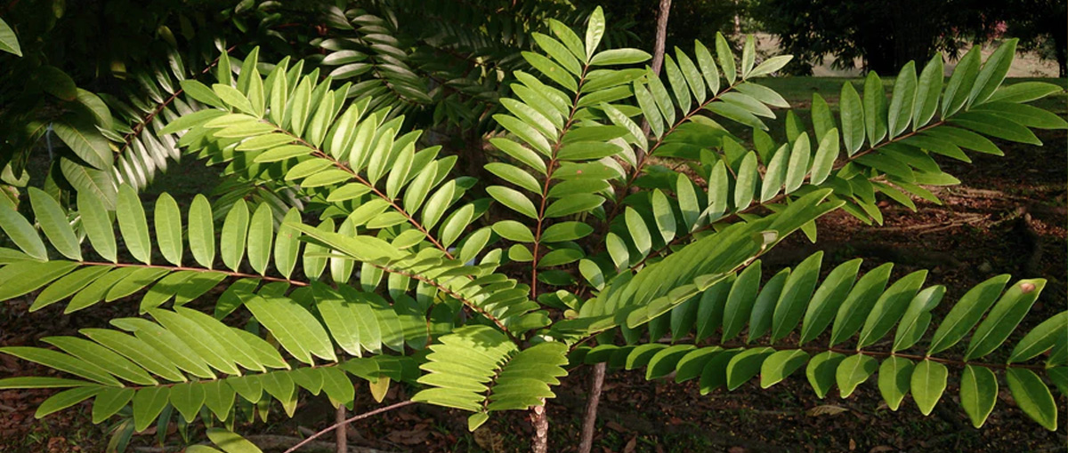 Eurycoma Longifolia in the UK: Understanding the Power of Longjack