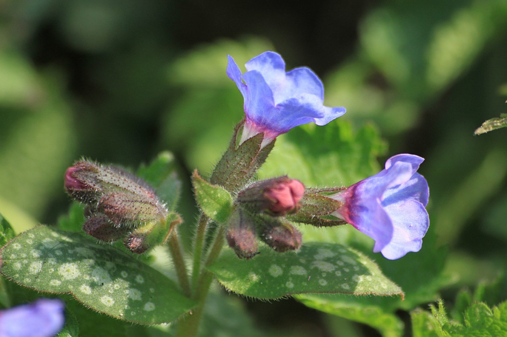 Lungwort in the UK: A Comprehensive Guide