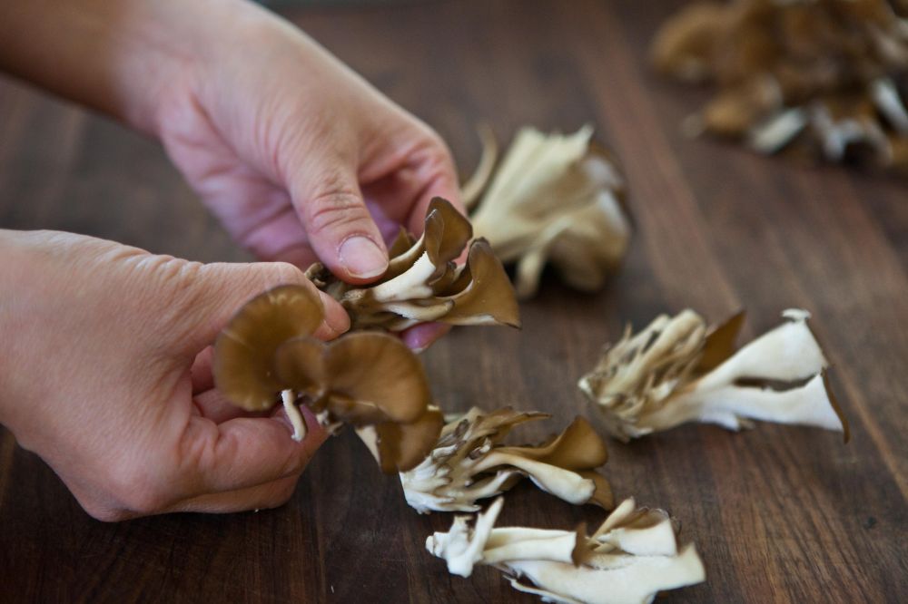 Maitake Mushroom in the UK: The Dancing Mushroom of Delight