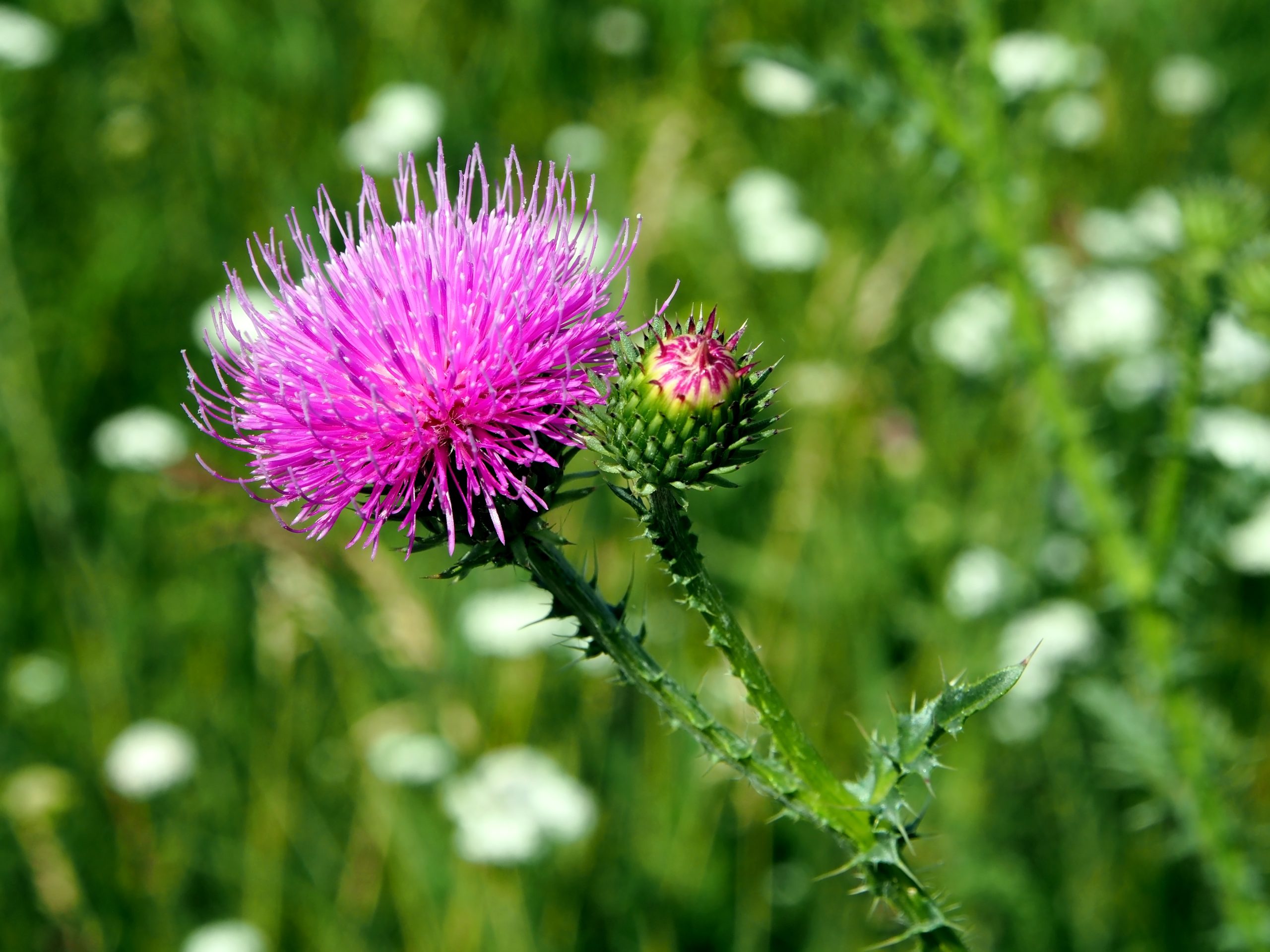 Milk Thistle in the UK: A Comprehensive Insight into the Herbal Ally for Liver Health