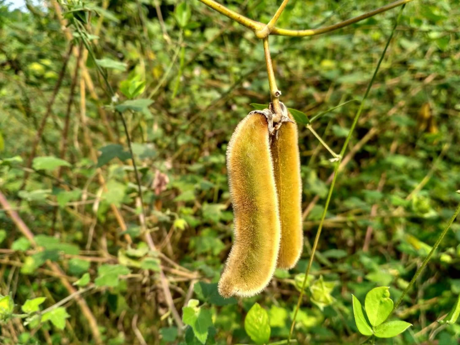 Mucuna Pruriens in the UK: A Comprehensive Guide to the ‘Velvet Bean’