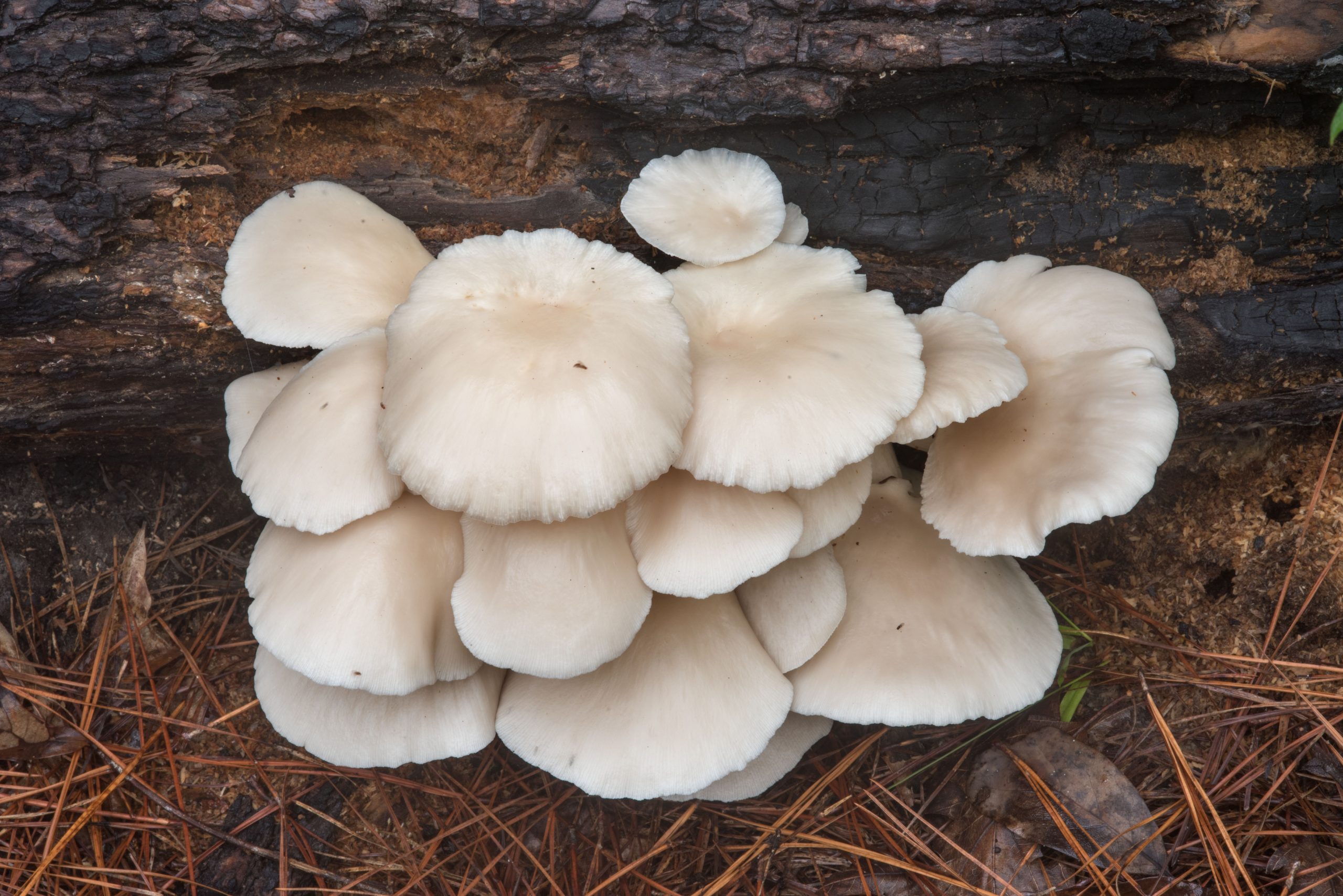 Oyster Mushrooms in the UK: A Forager’s Delight