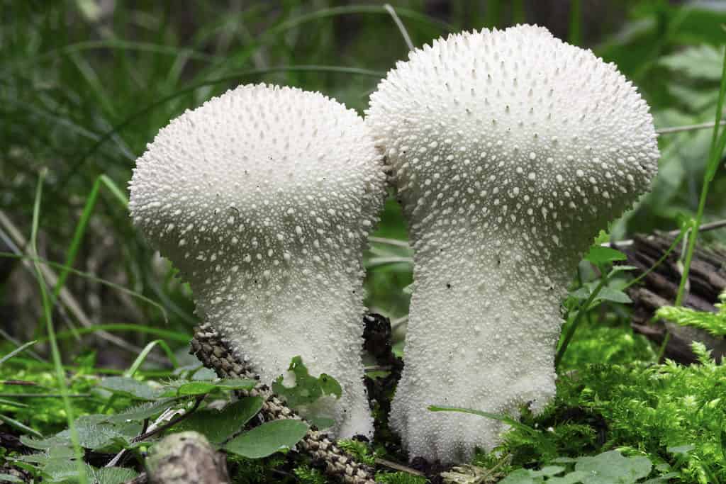 Puffball Mushrooms in the UK: A Foraging Guide