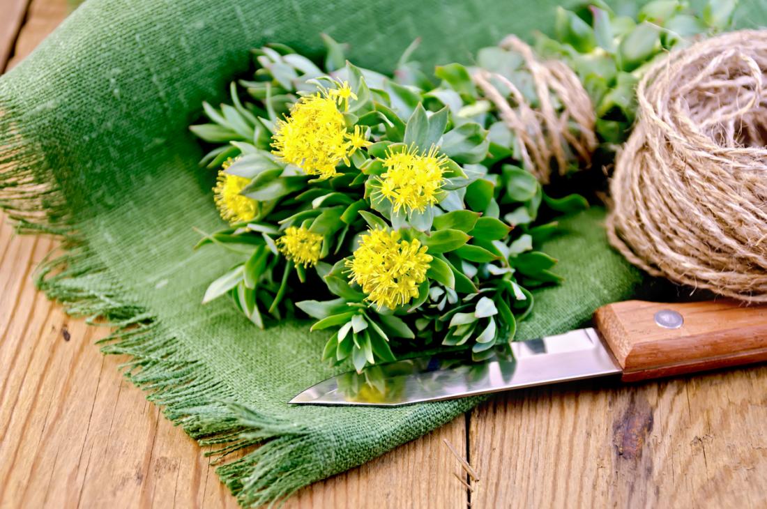 Rhodiola Rosea in the UK: A Comprehensive Guide to the ‘Golden Root’