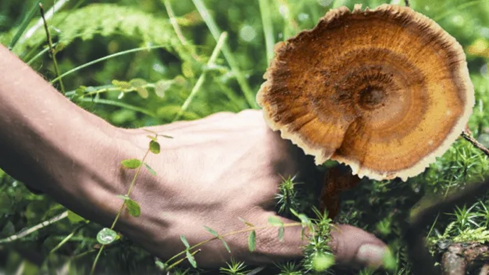 Tiger Milk Mushroom in the UK: A Mysterious Medicinal Fungus