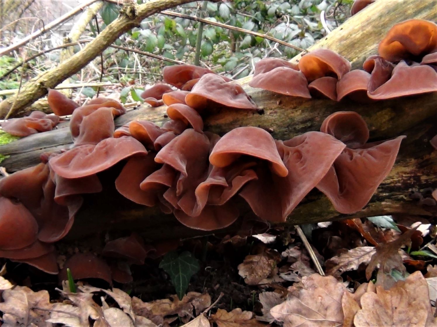 Wood Ear Mushroom in the UK: A Unique Culinary Adventure