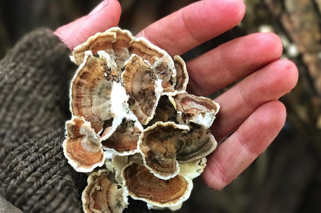 Turkey Tail Mushroom in the UK: A Foraging Guide